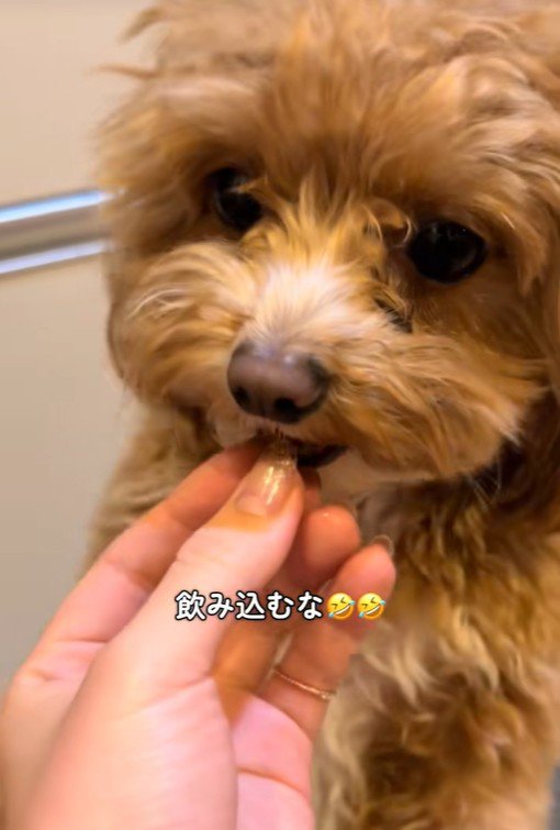 みかんを食べるこあ君2