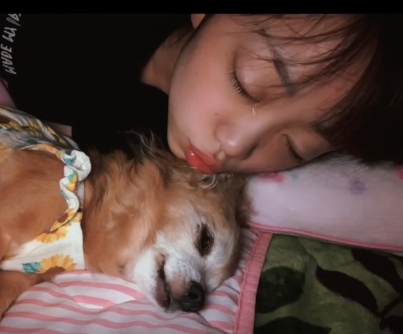 犬にキスする女の子