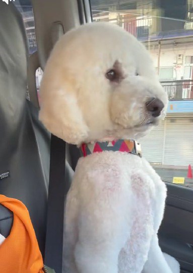 トリミングの帰り道