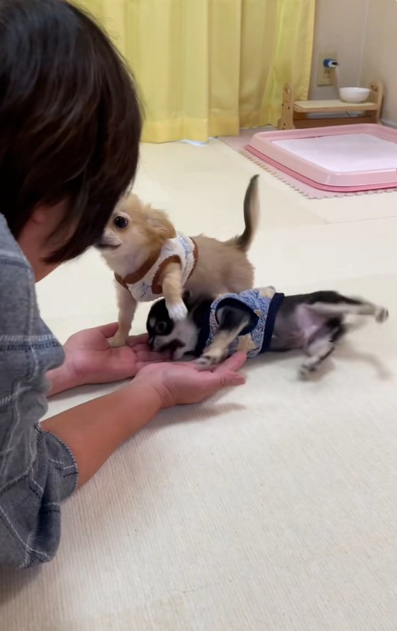 相思相愛なおばあちゃんとわんこたち