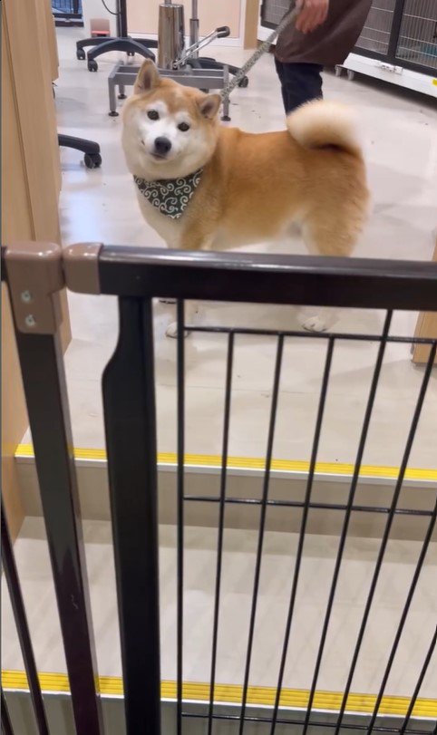 サロンに預けられる豆助座衛門くん7