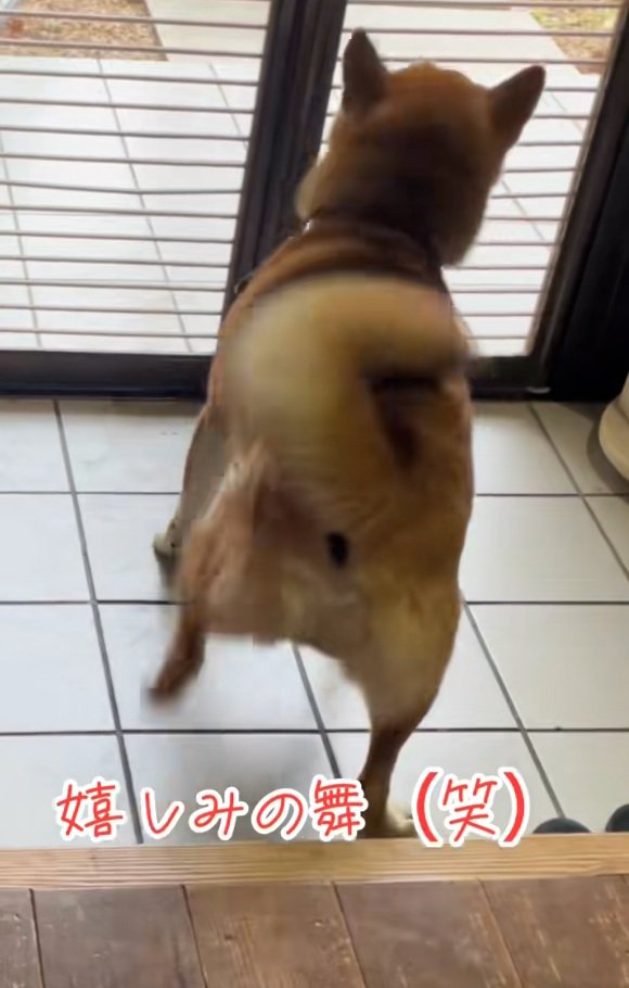 足ダンスをするごんちゃん