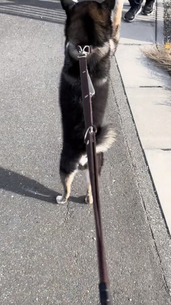 二足歩行で立つ黒柴