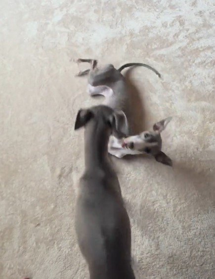 体をくねらせている細長い犬のそばにやってきた兄犬