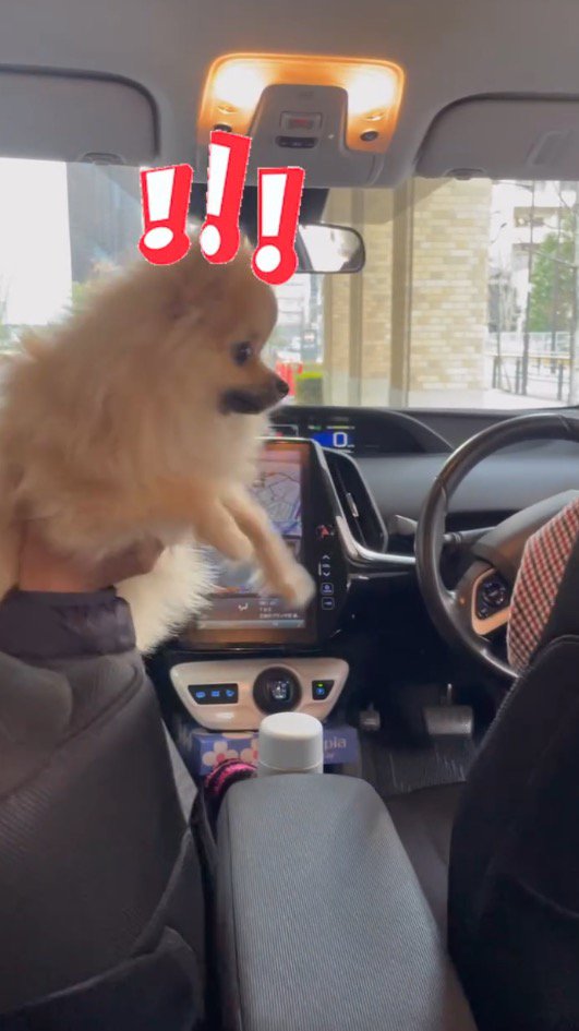 車に乗り込んできた人物を凝視する犬