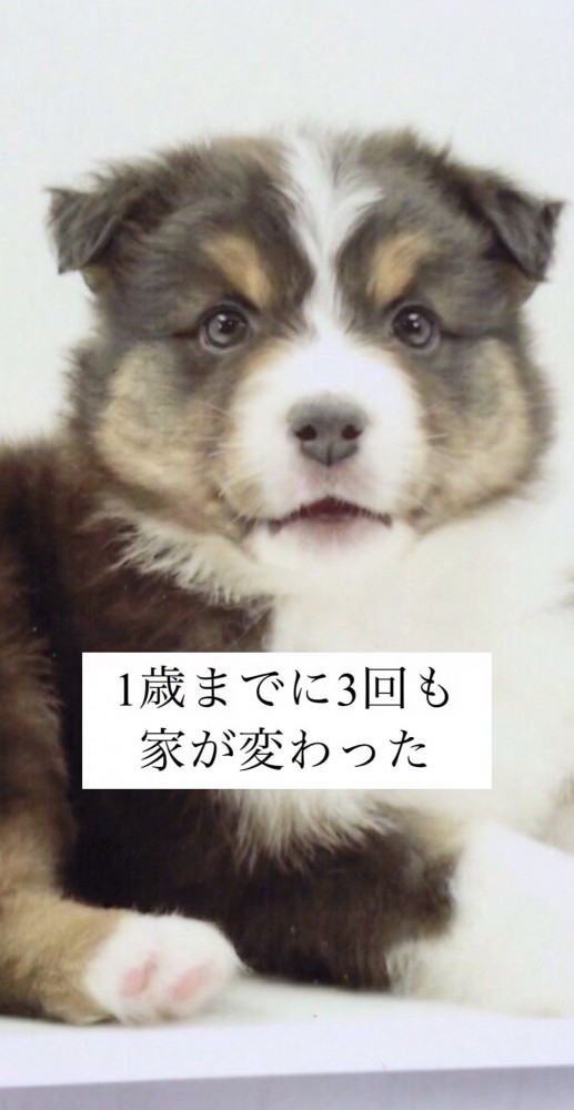 子犬の正面写真