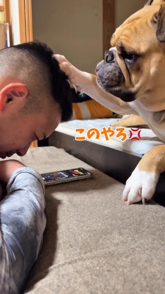 スマホを見ている男性の頭に前足を乗せる犬