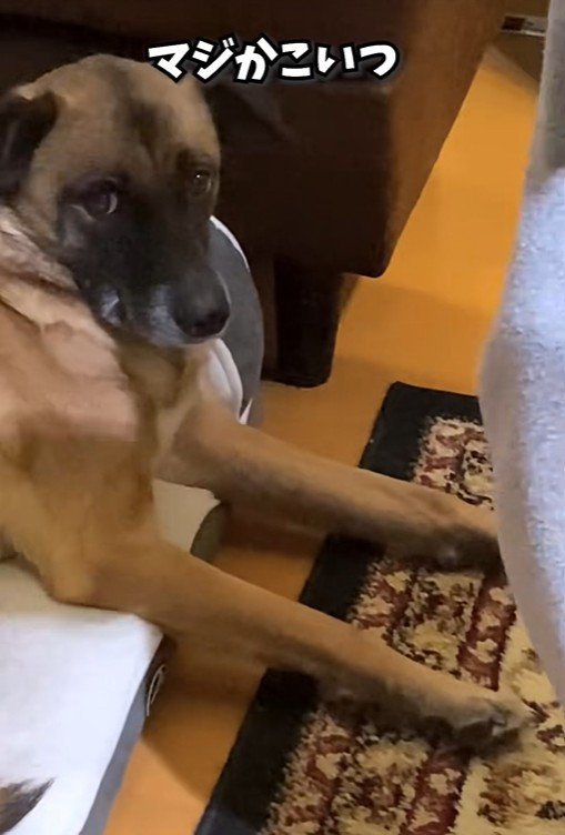 パパが熱唱している時のアキちゃん4