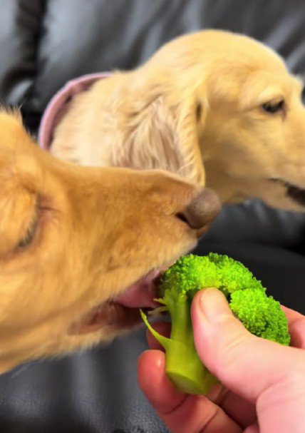らいらちゃんが食べちゃった！！