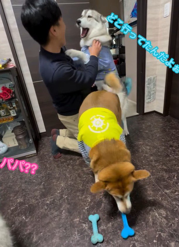 パパさん帰宅時のワンコたち3