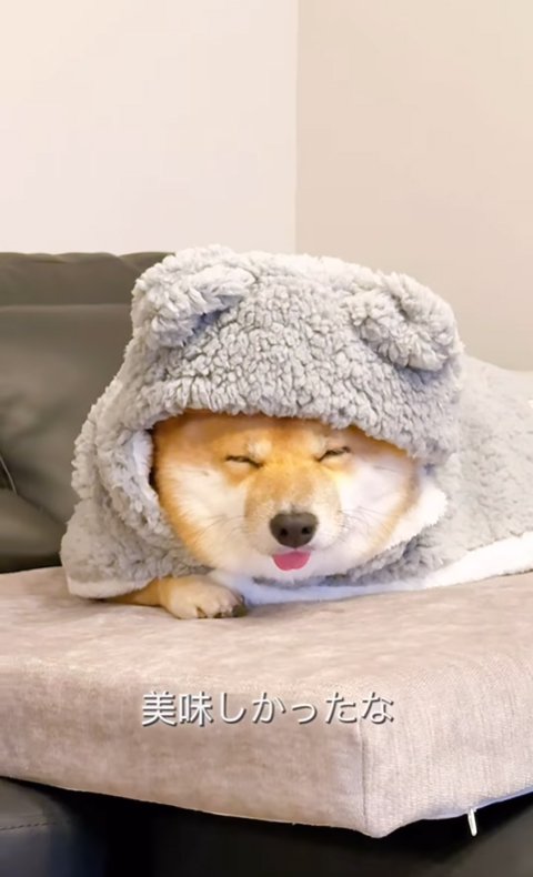 笑顔の柴犬