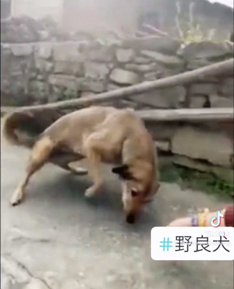 道端で匂いを確かめる犬