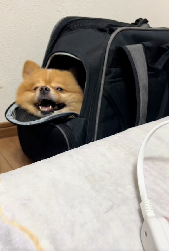 笑顔のレモンちゃん1