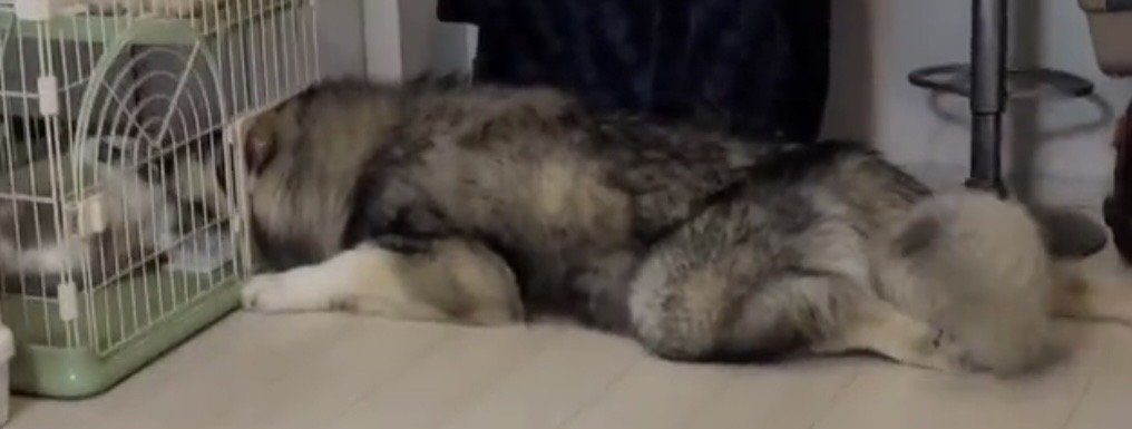 顔を入れたまま伏せる犬