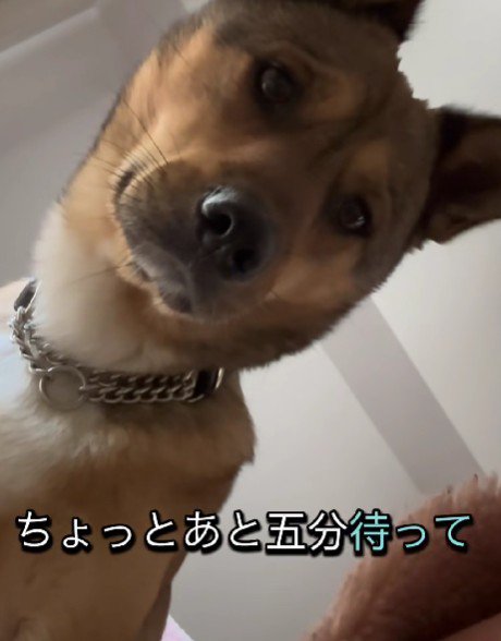 「ご飯ちょうだい」