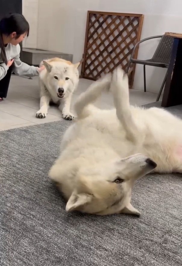 お手手チョイチョイするナオちゃん