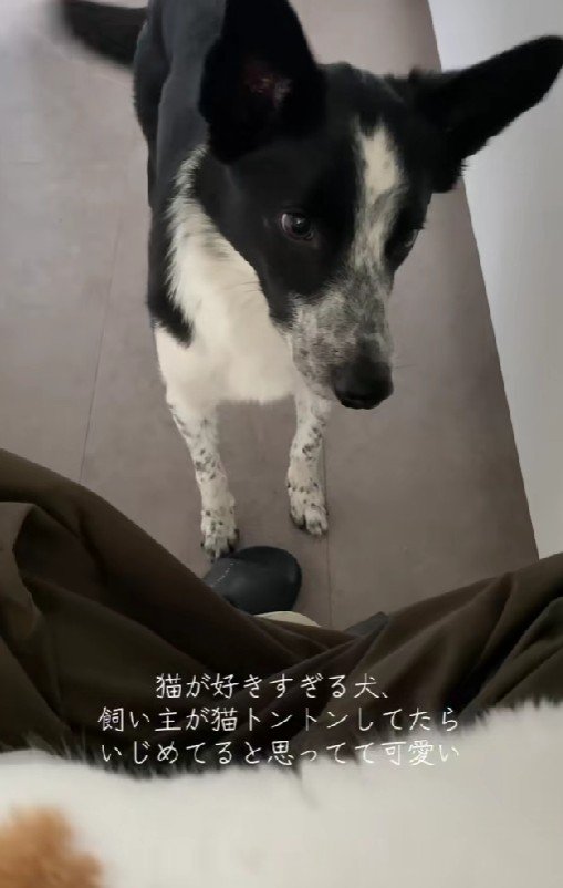 ボーダーコリーのくろごまちゃん