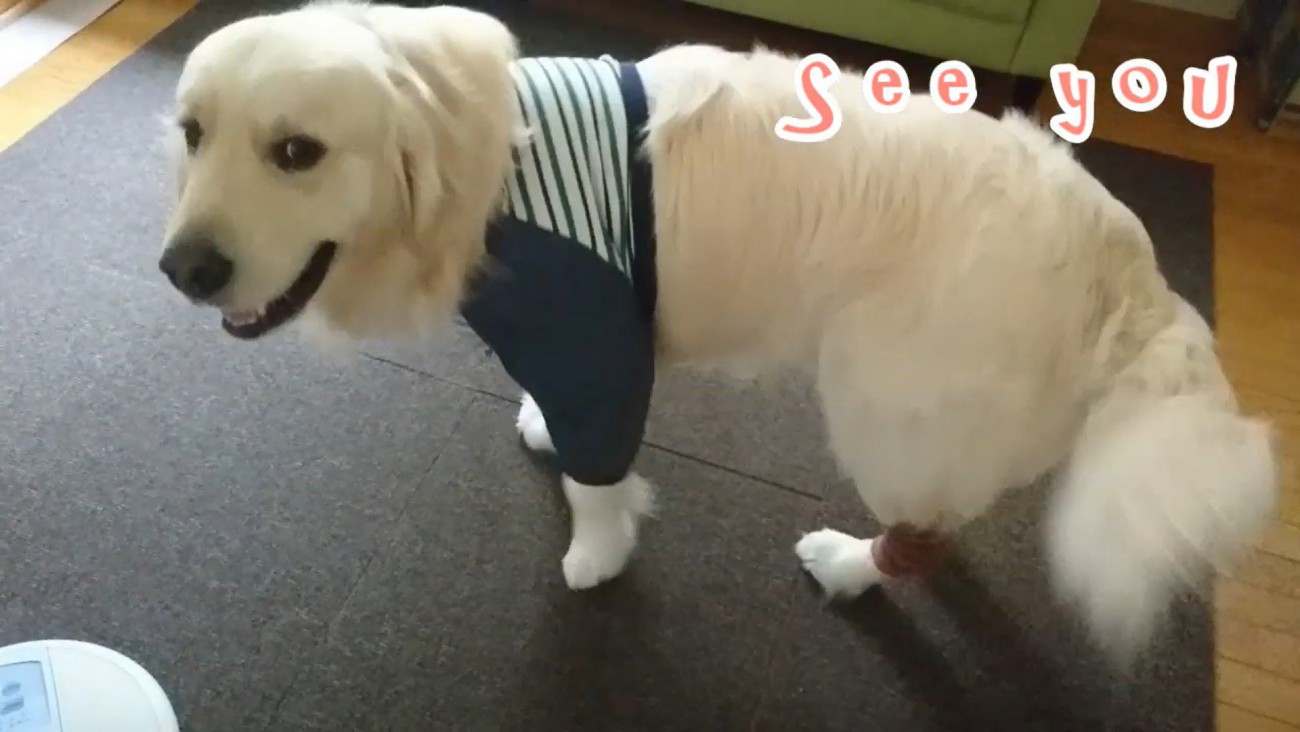 ギンちゃんの表情の変化9