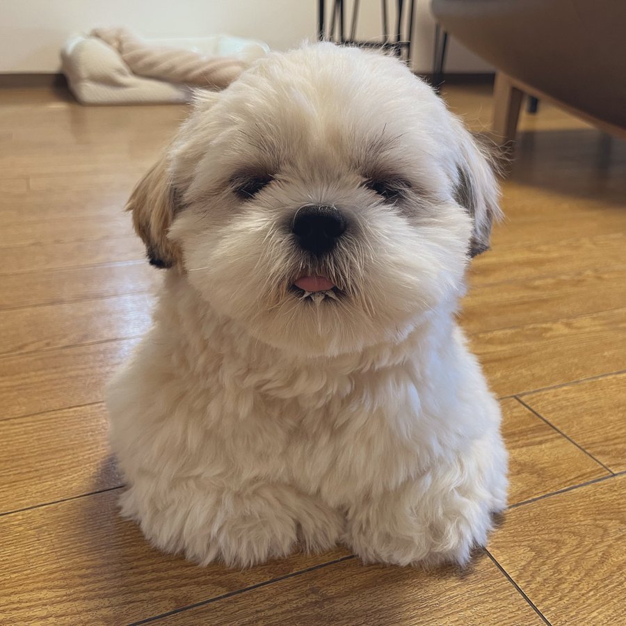 香箱座り