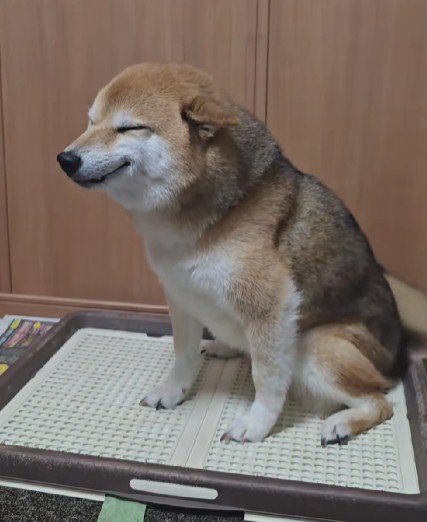 ニッコニコで尻尾フリフリ