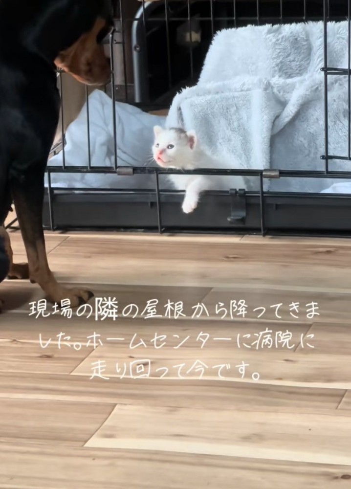 話しかける子猫