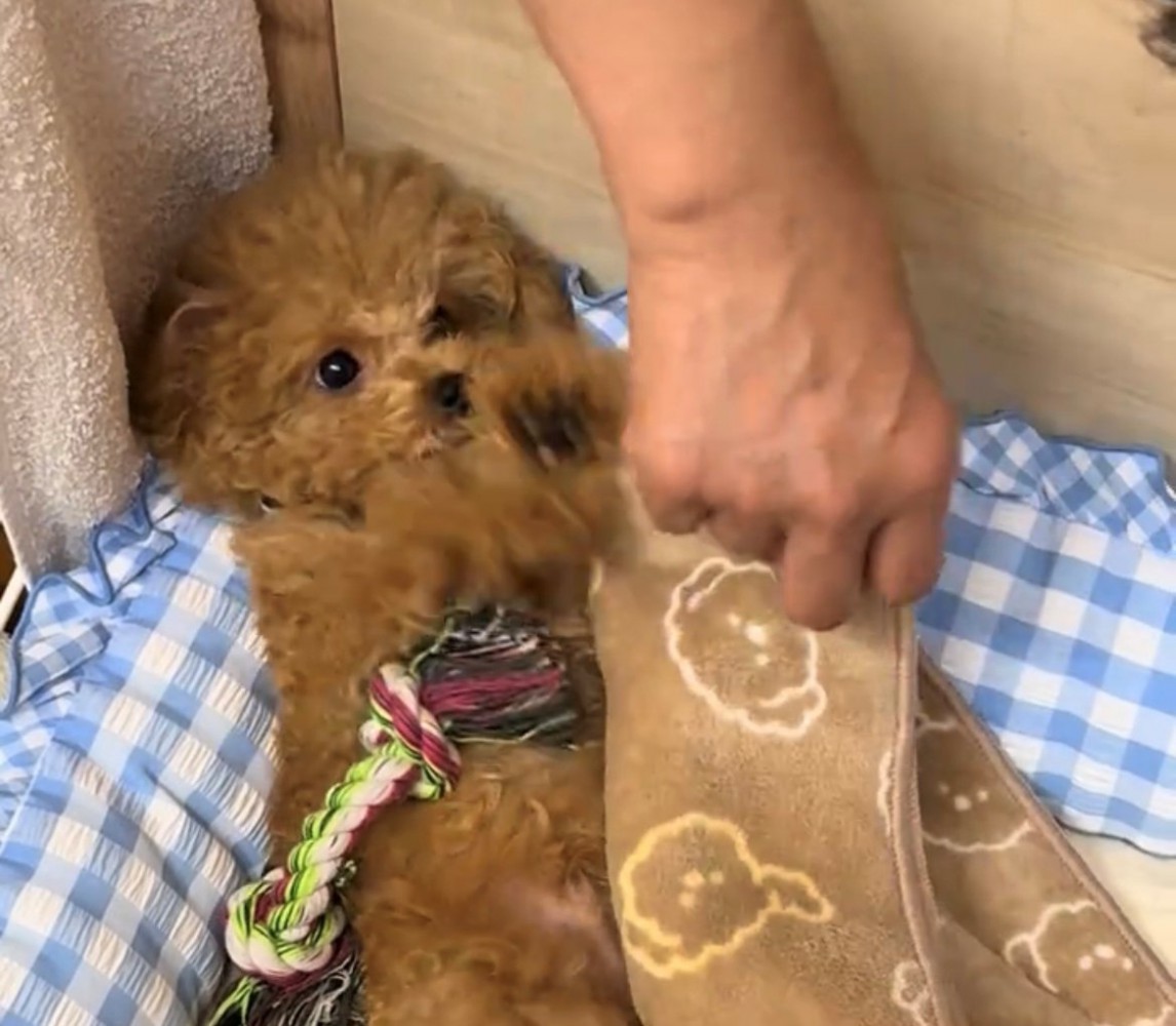 布団を止めようと前足を伸ばす犬