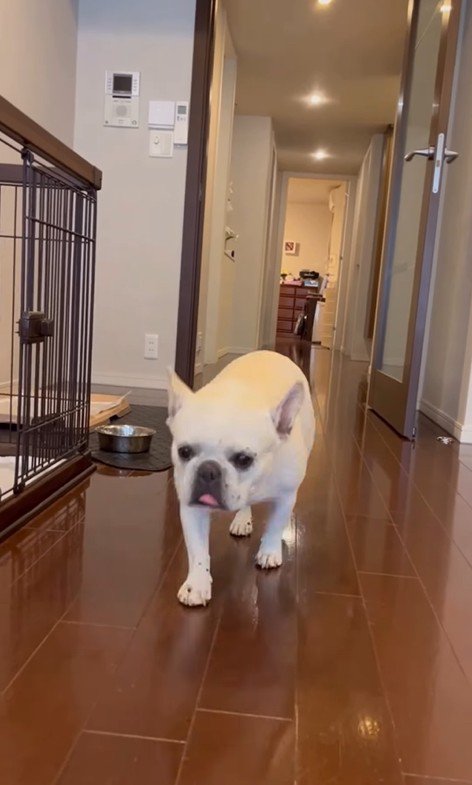 武蔵くんを呼んだ時の態度の差4