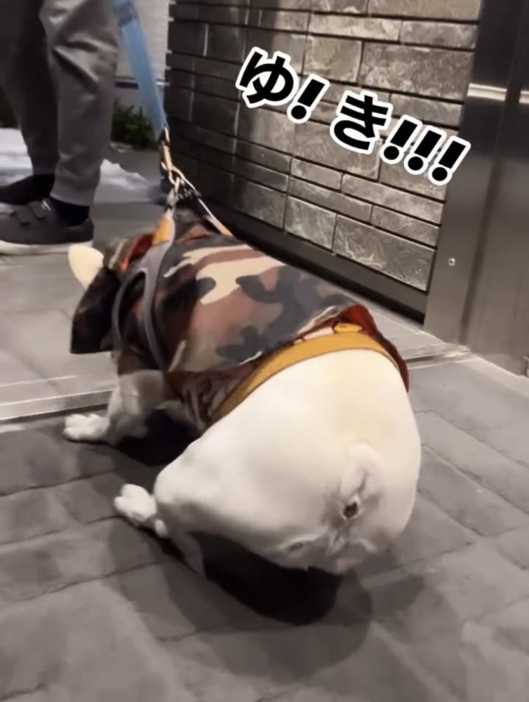 おしりを落として踏ん張る犬