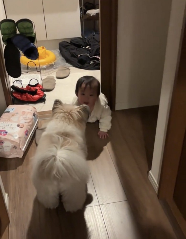 廊下の床で赤ちゃんと向かい合う犬