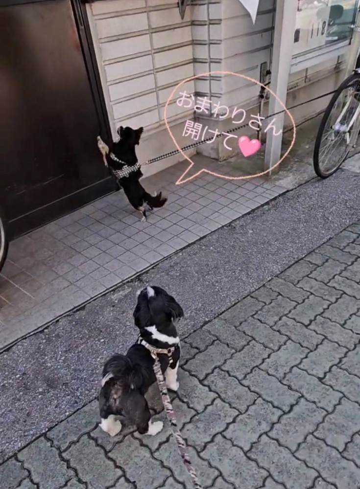 ドアに手をかける小さな犬