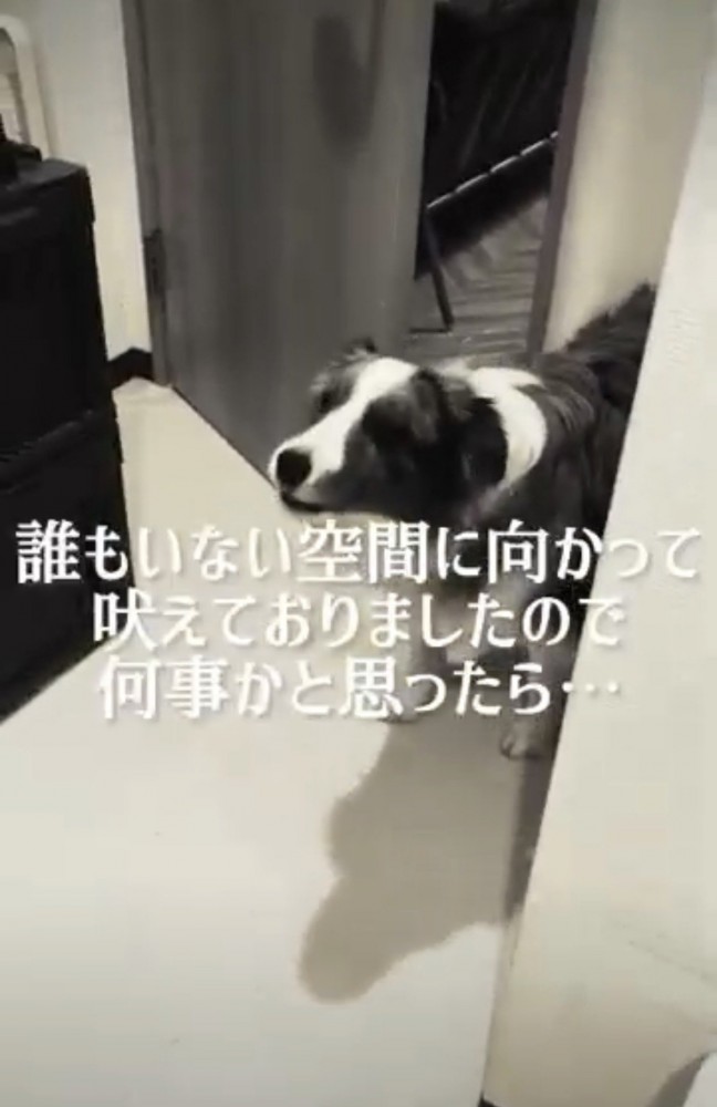 急に吠える犬