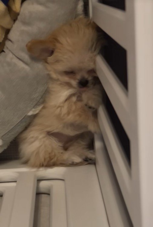 ブランちゃんの寝姿5