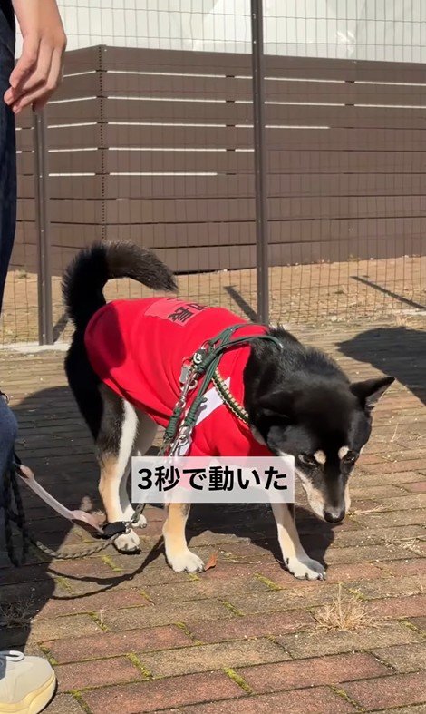 「待て大会」は3秒で動いて失格