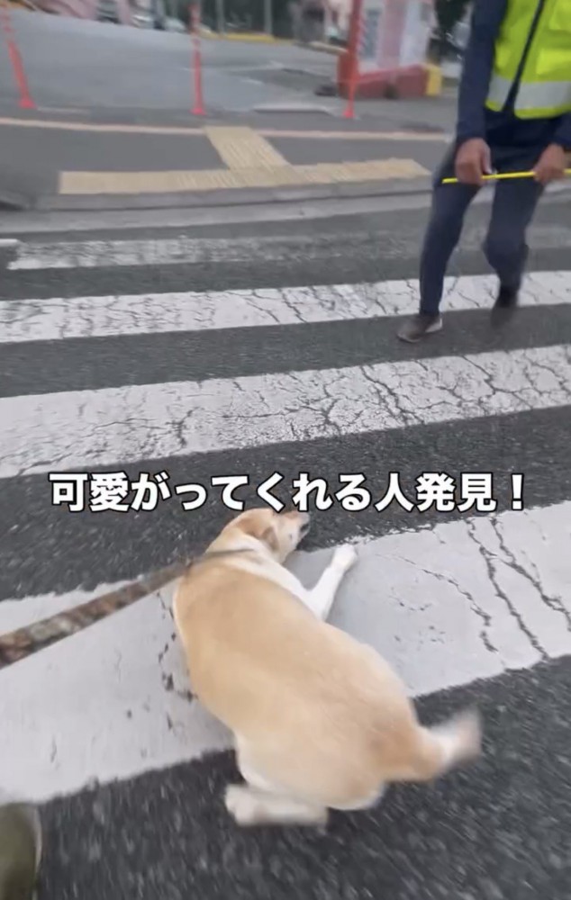 前方へ向かって進む犬