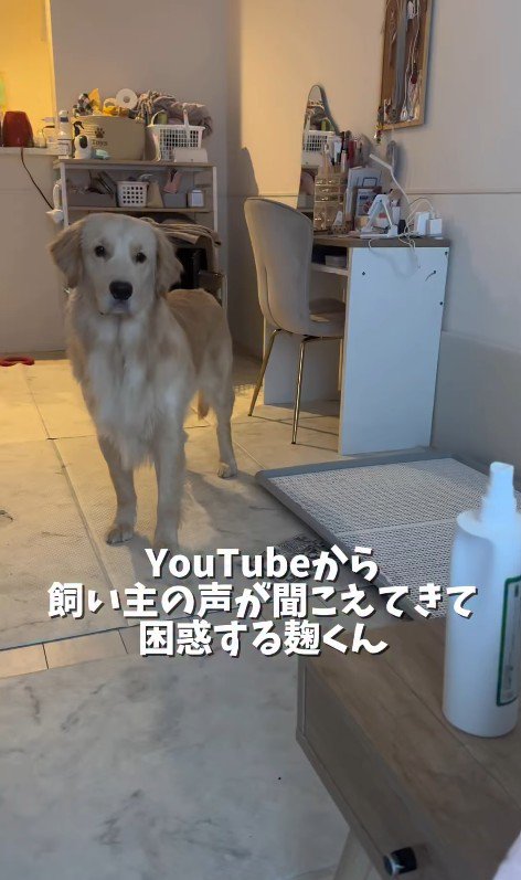 困惑する麹くん