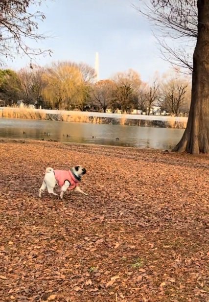 湖のほとりを歩く鱈ちゃん
