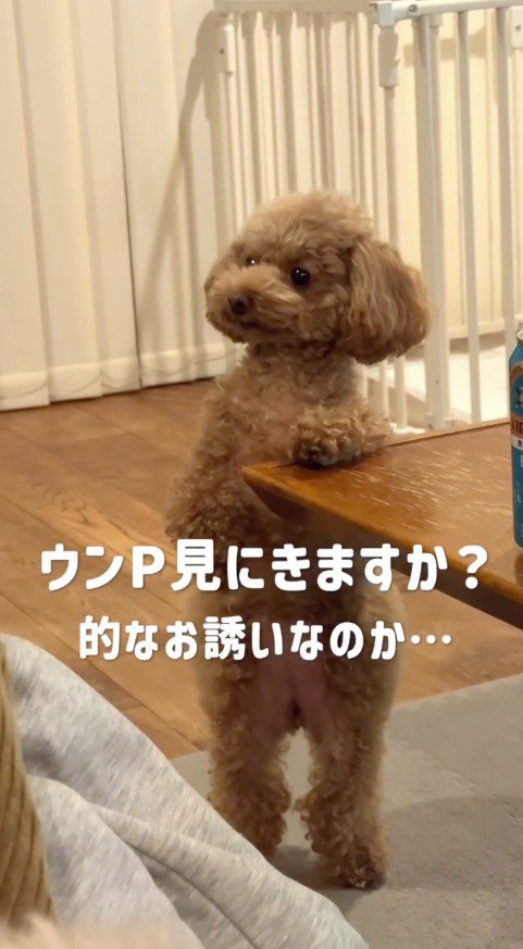 ごはんを食べている飼い主を見つめる犬