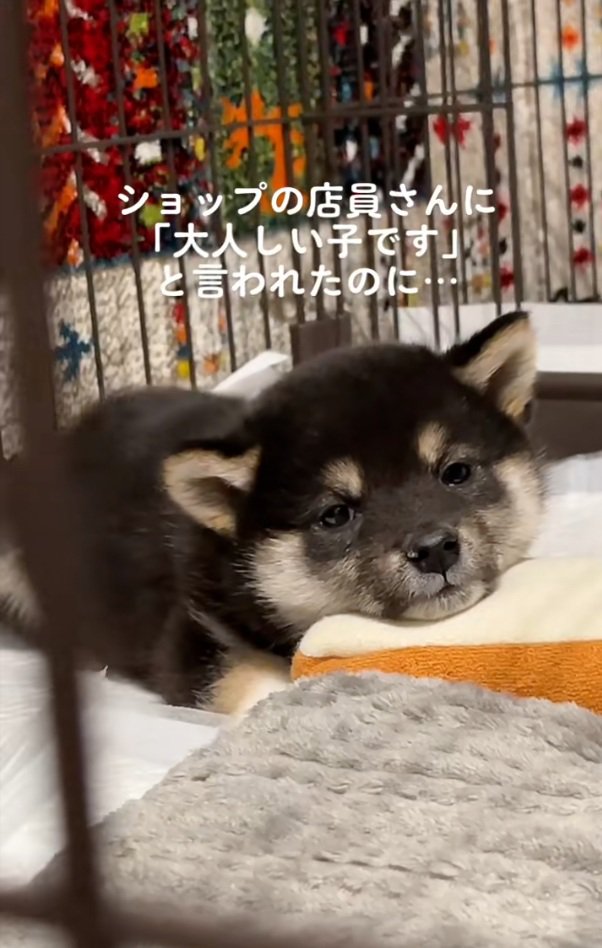 黒柴犬のきびくん