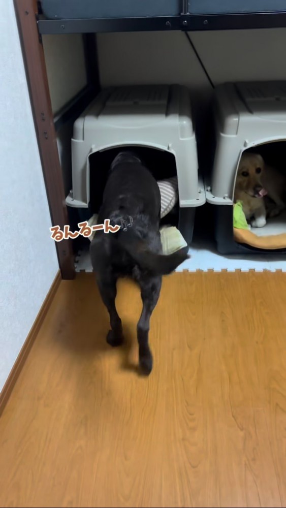 ルンルンシッポを振ってハウスに入る黒ラブ
