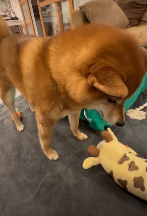 おもちゃとおしゃべりするこたろう君