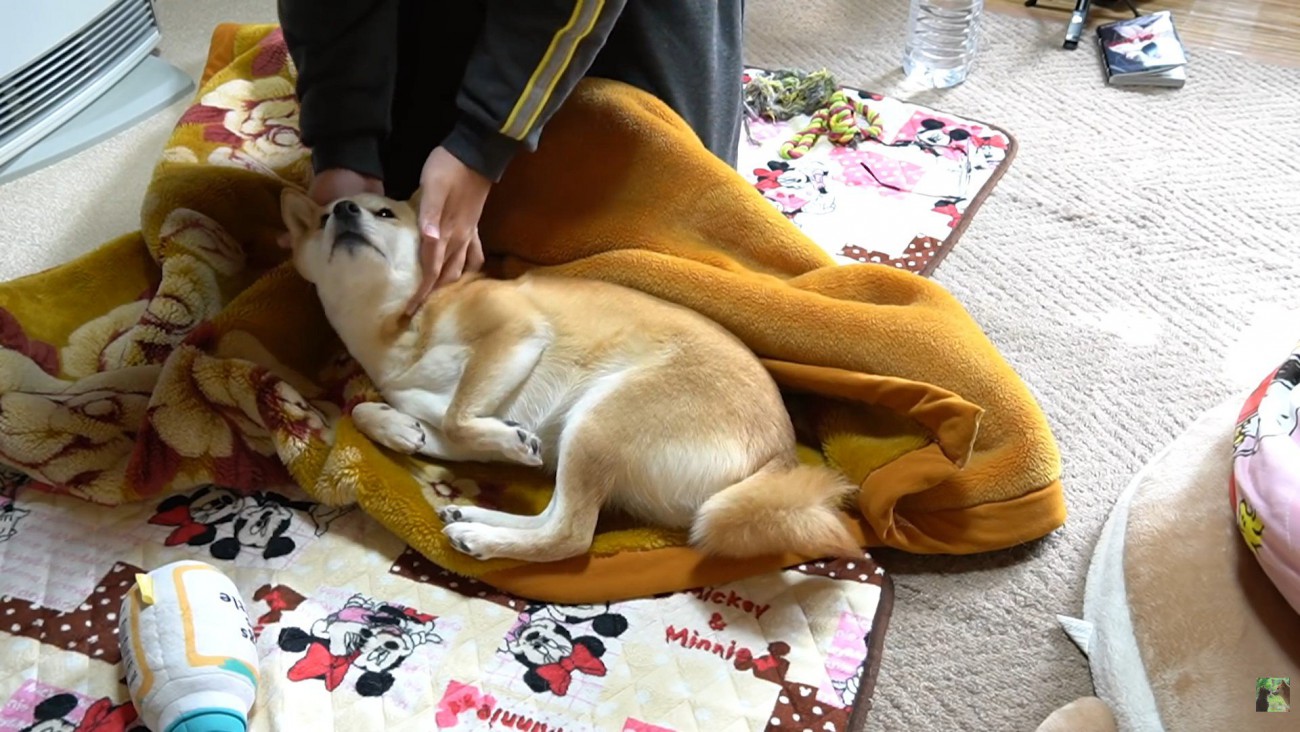 パパさんが起きたら…