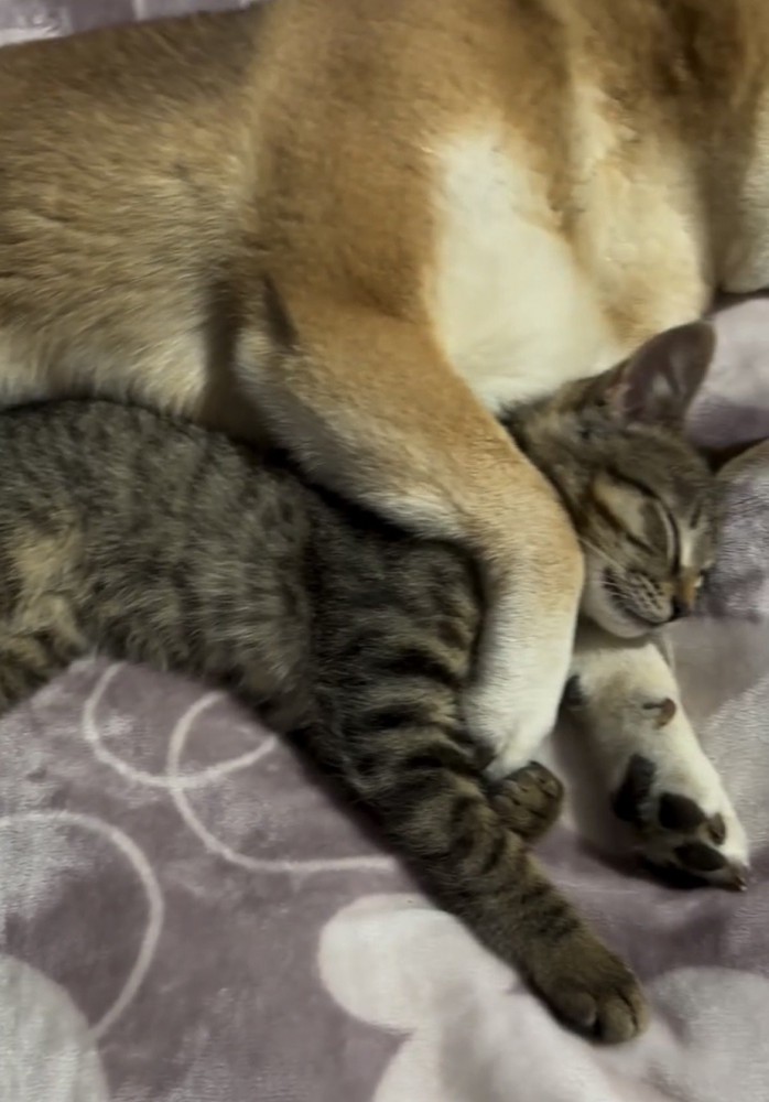 猫を前脚で抱える犬