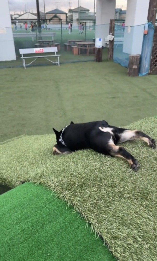 お腹をつけて伏せる犬