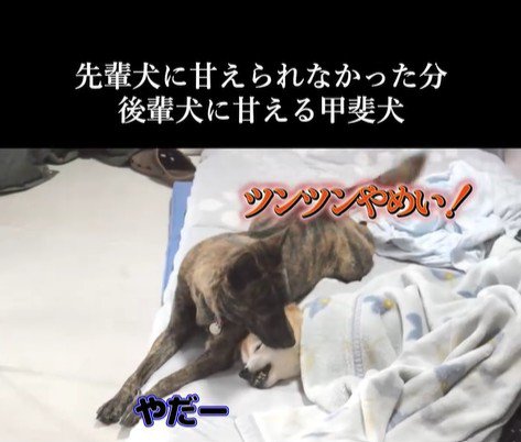 甘えん坊なハルヱちゃんの過去と現在5