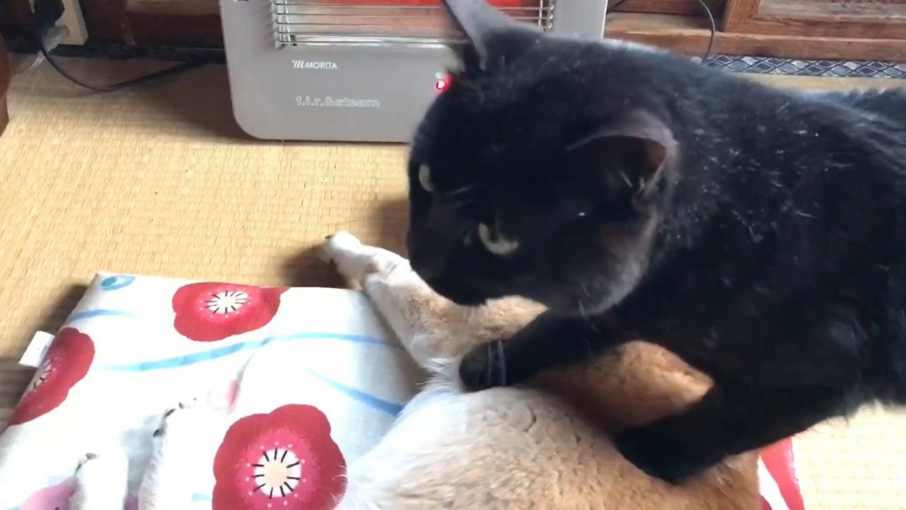 また踏んづけています！