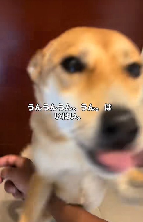 顔へ向かって飛びつく保護犬
