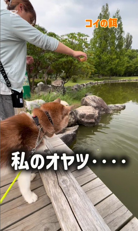 鯉に餌をあげた時のたこやきちゃん8