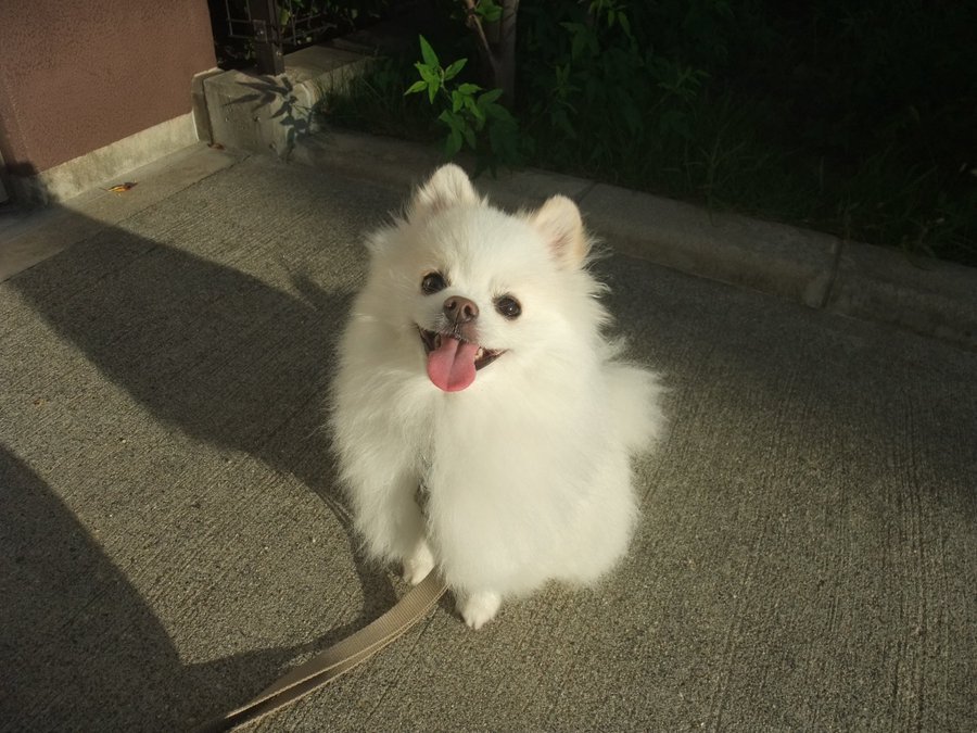 ぽわぽわ