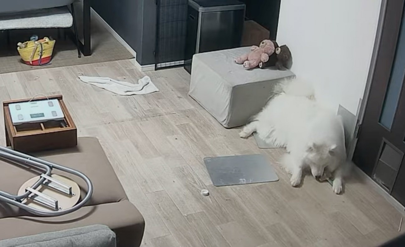 お部屋で過ごすセブンちゃん