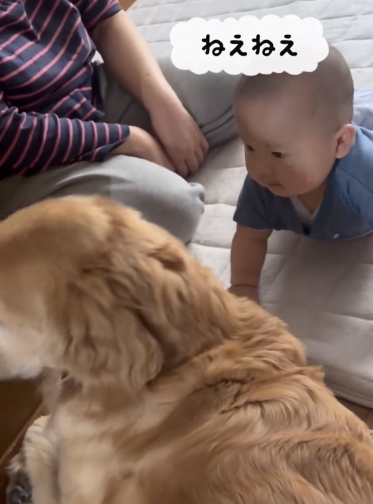 犬を見つめる赤ちゃん